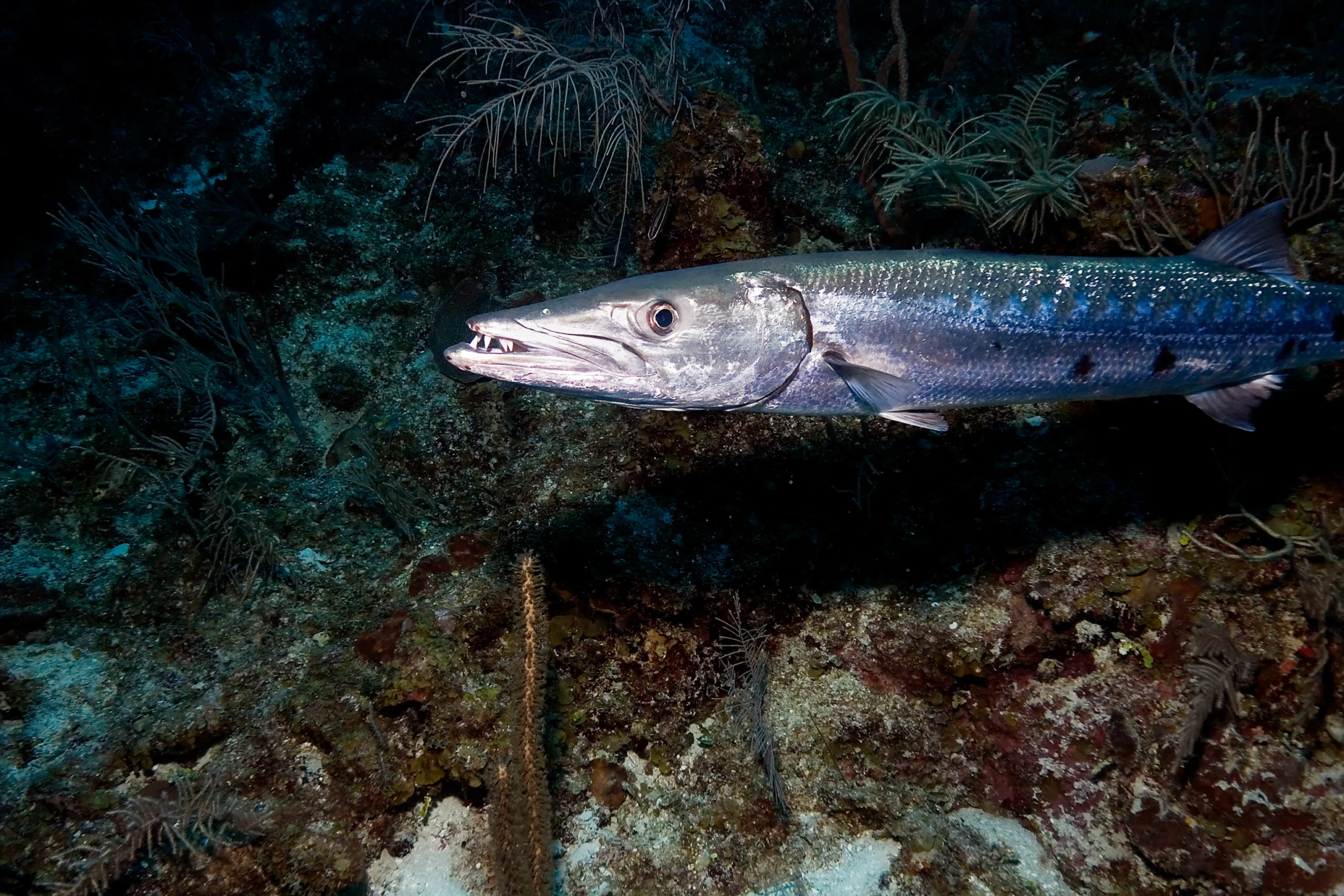 Underwater Wildlife - Christopher Marin