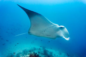 Manta ray